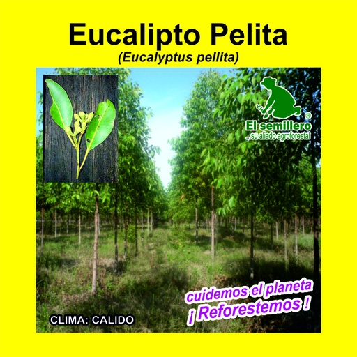 Eucalipto Pellita