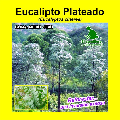 Eucalipto Plateado