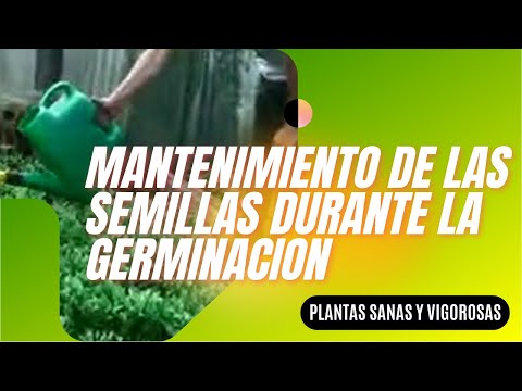 Mantenimiento de las semillas durante la Germinación